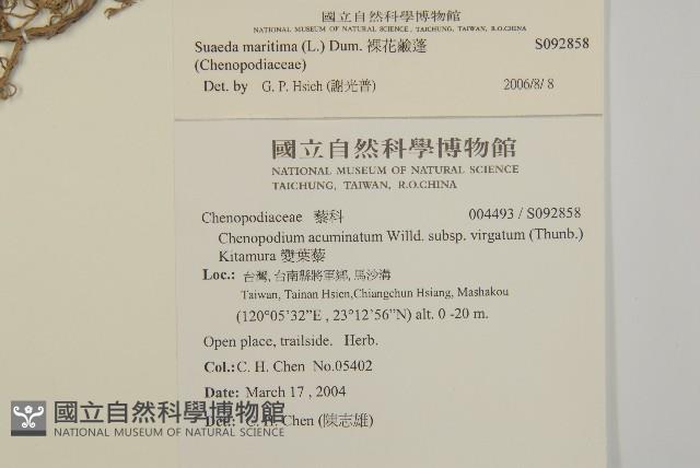 裸花鹼蓬藏品圖，第2張