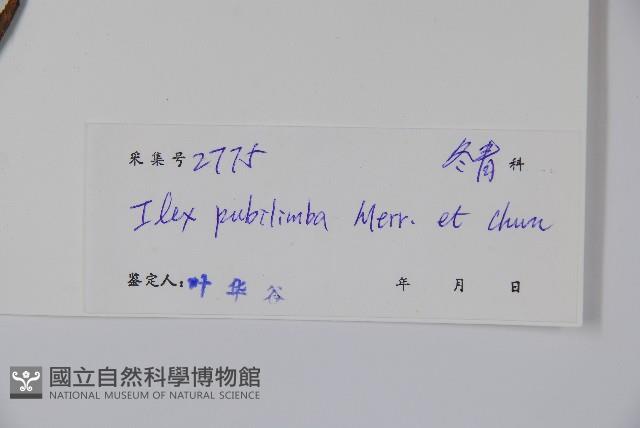 毛葉冬青藏品圖，第2張