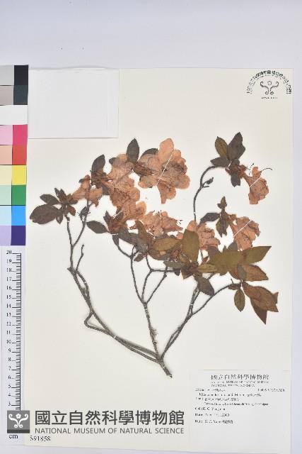 金毛杜鵑藏品圖，第1張