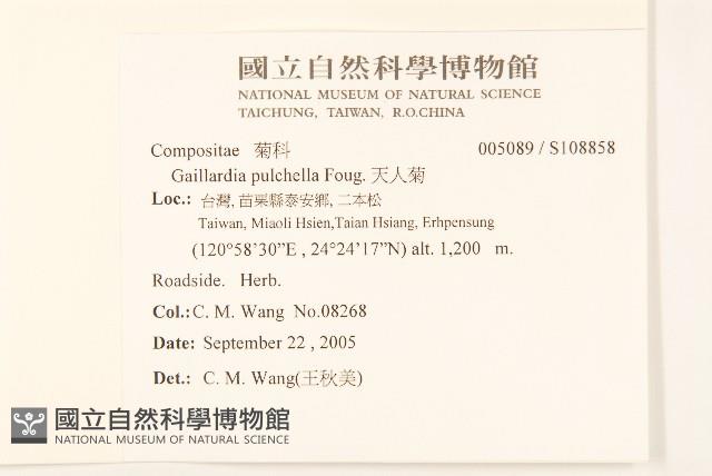 天人菊藏品圖，第2張