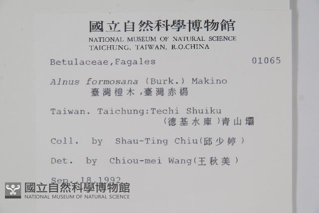 臺灣赤楊、臺灣榿木藏品圖，第2張