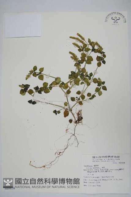 爵床藏品圖，第1張