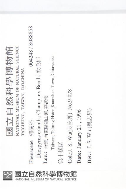 軟毛柿藏品圖，第2張