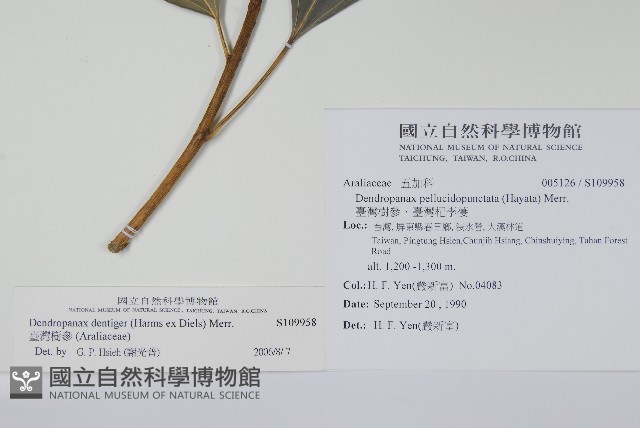臺灣樹參藏品圖，第2張