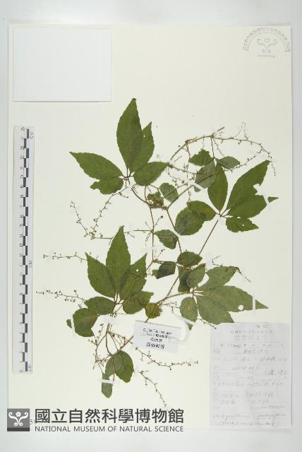 絞股藍藏品圖，第1張
