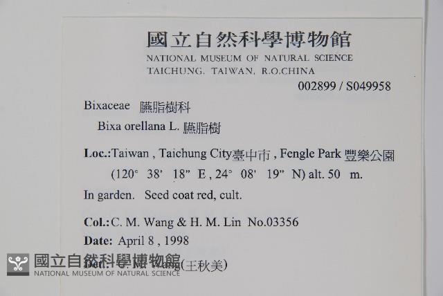 臙脂樹藏品圖，第2張