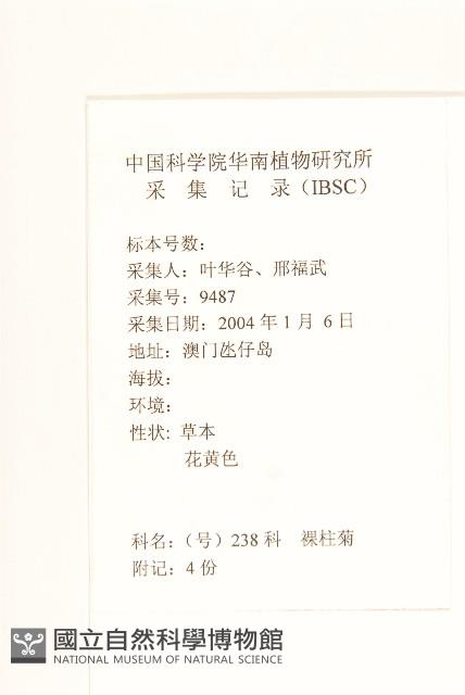 假吐金菊藏品圖，第2張