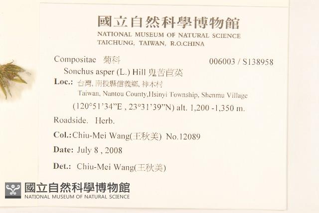 鬼苦苣菜藏品圖，第2張