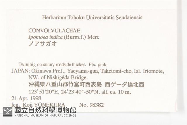 銳葉牽牛藏品圖，第2張