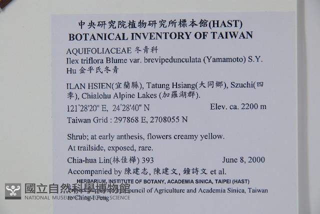 金平氏冬青藏品圖，第2張