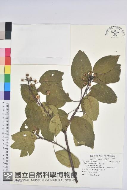 白臼藏品圖，第1張