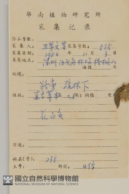 白花地膽草藏品圖，第2張