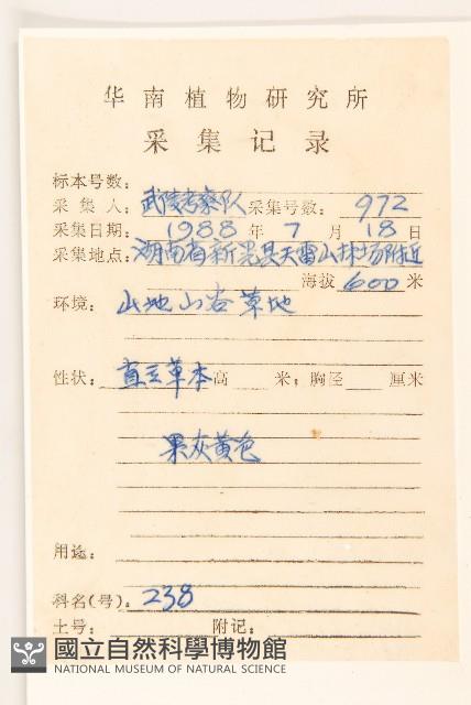 父子草、天青地白藏品圖，第2張