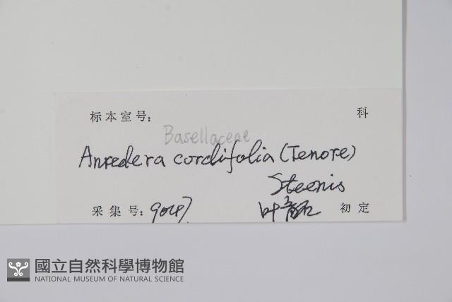 洋落葵、心葉落葵藏品圖，第2張