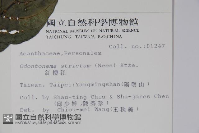 紅樓花藏品圖，第2張