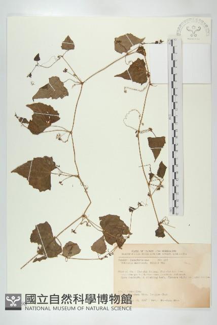 黑果馬交兒藏品圖，第1張