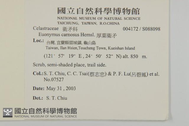 厚葉衛矛, 源一木藏品圖，第2張