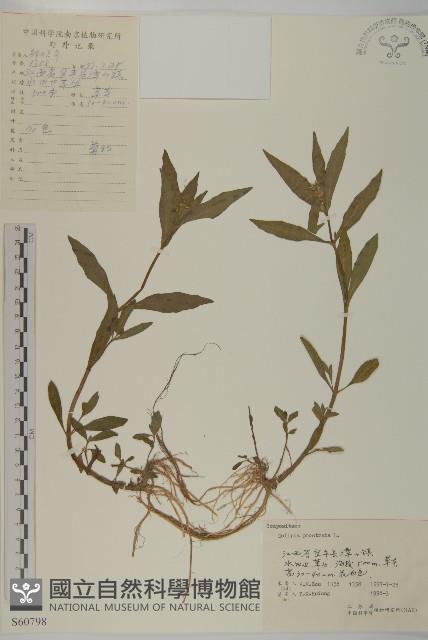 鱧腸藏品圖，第1張