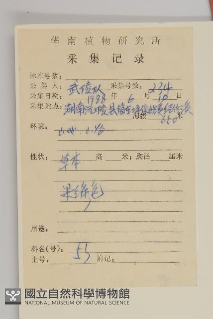 無心菜、鵝不食草藏品圖，第2張