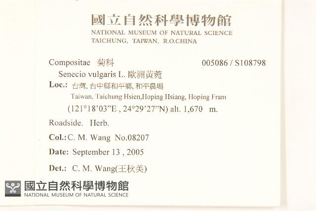 歐洲黃菀藏品圖，第2張