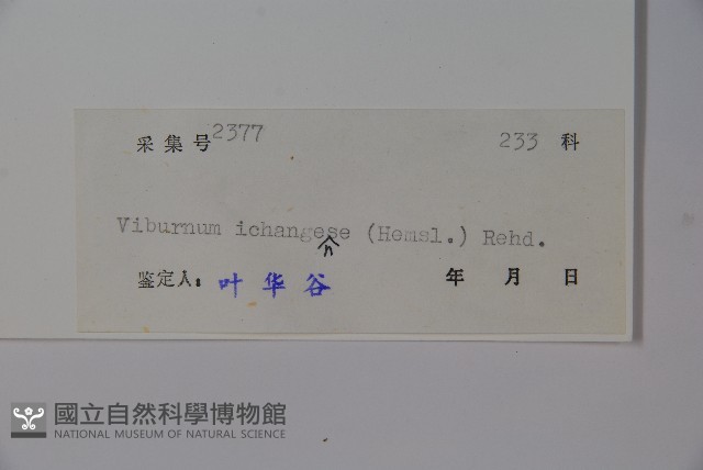 宜昌莢迷藏品圖，第2張