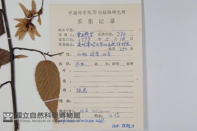 雷公鵝耳櫪藏品圖，第2張