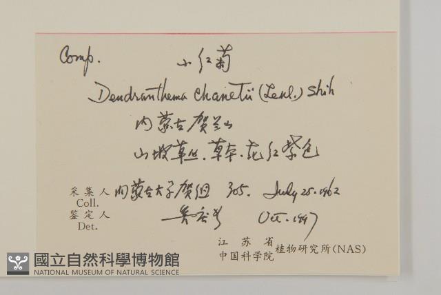 小紅菊藏品圖，第2張