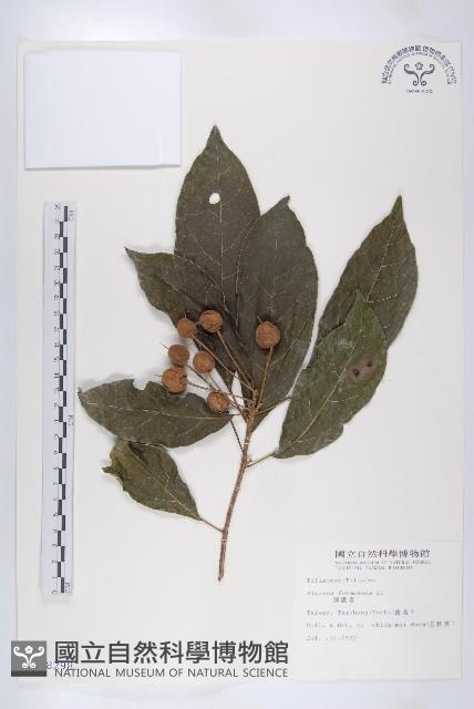 猴歡喜藏品圖，第1張