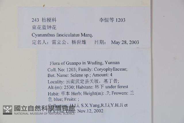 束花藍鐘花藏品圖，第2張