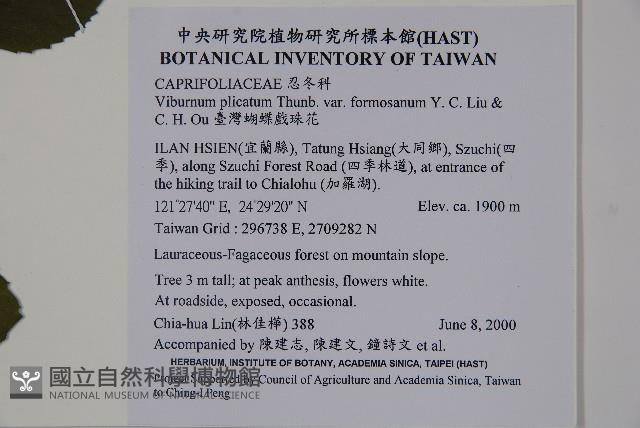 臺灣蝴蝶戲珠花、臺灣蝴蝶花藏品圖，第2張