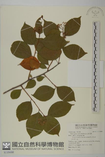 雷公藤藏品圖，第1張