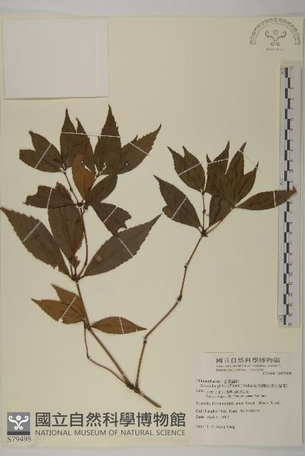 草珊瑚、紅果金粟蘭藏品圖，第1張