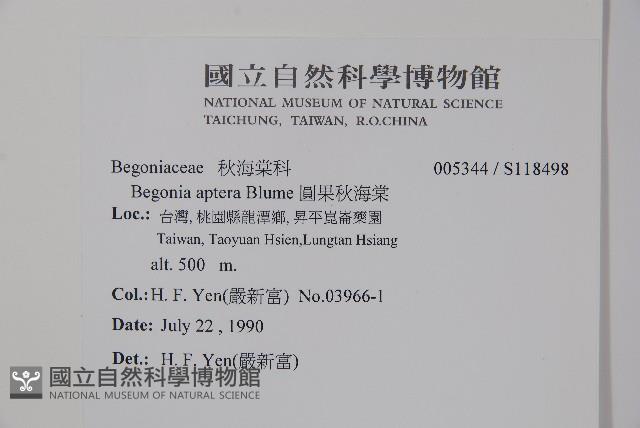 圓果秋海棠藏品圖，第2張