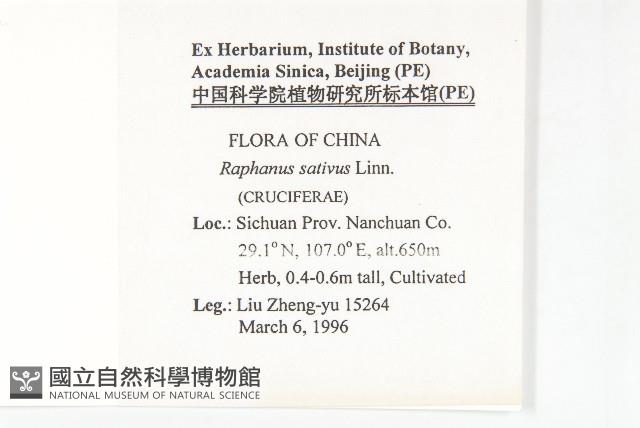 蘿蔔、夢卜藏品圖，第2張