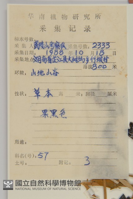 狗筋蔓藏品圖，第2張