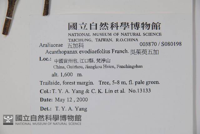 吳茱萸五加藏品圖，第2張