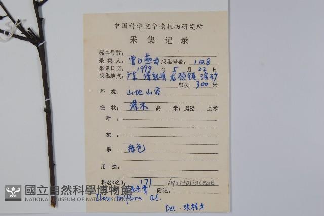 三花冬青藏品圖，第2張