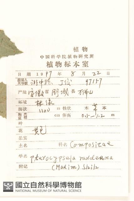 毛脈翅果菊藏品圖，第2張