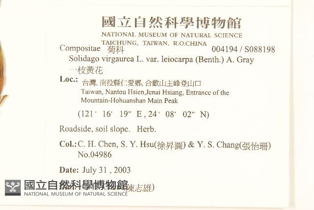 一枝黃花藏品圖，第2張