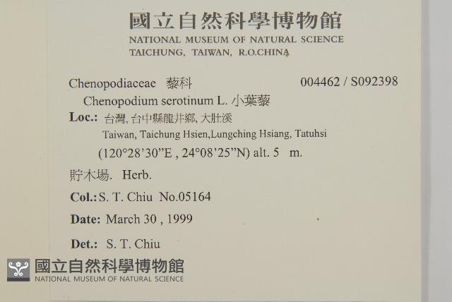 小葉藜藏品圖，第2張