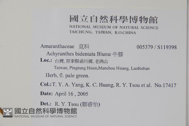 牛膝藏品圖，第2張