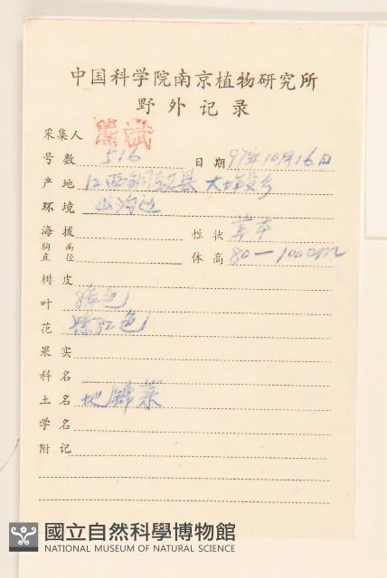 野茼蒿藏品圖，第2張