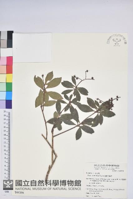 臺灣馬醉木藏品圖，第1張