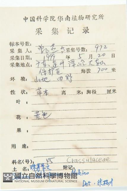 珠芽佛甲草藏品圖，第2張