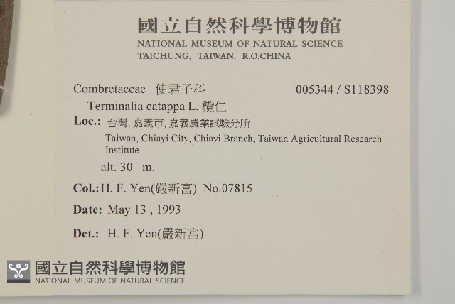 欖仁藏品圖，第2張
