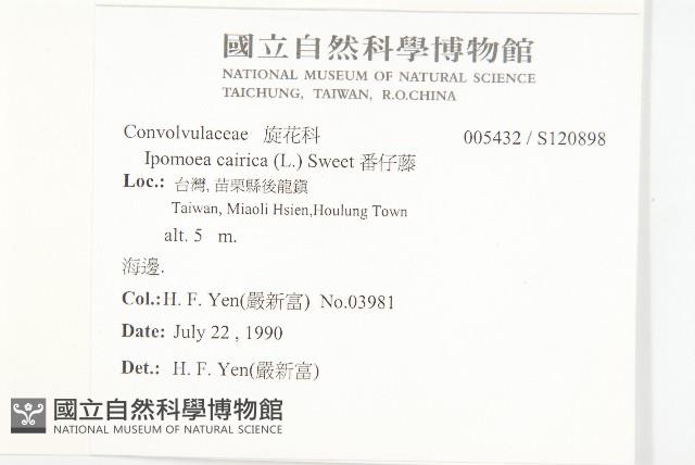 番仔藤藏品圖，第2張