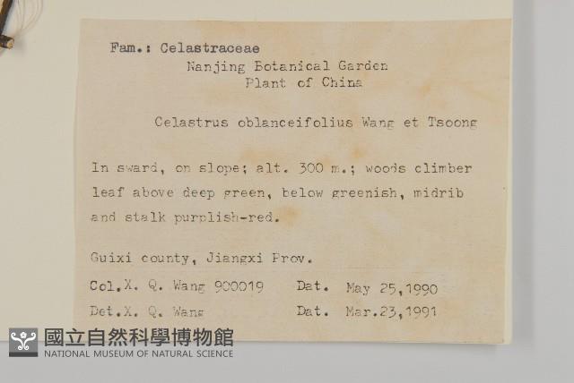 窄葉南蛇藤藏品圖，第2張