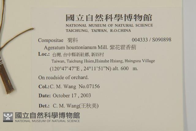 紫花霍香薊藏品圖，第2張