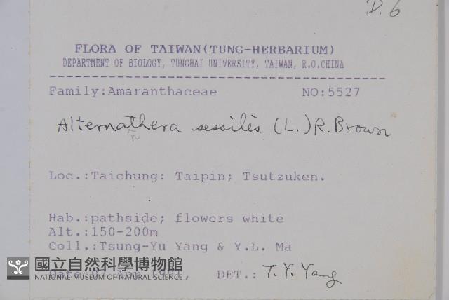 蓮子草藏品圖，第2張