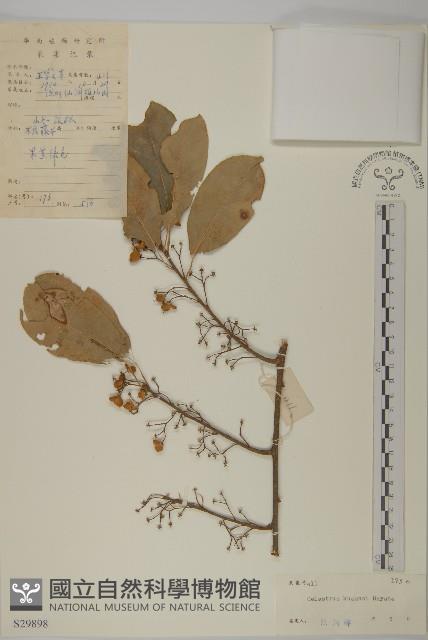 大葉南蛇藤藏品圖，第1張